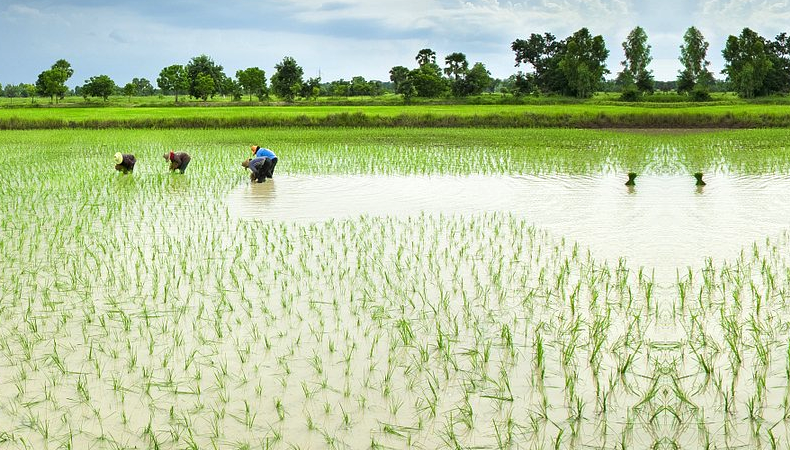 从农田到餐桌传递稻米鲜香