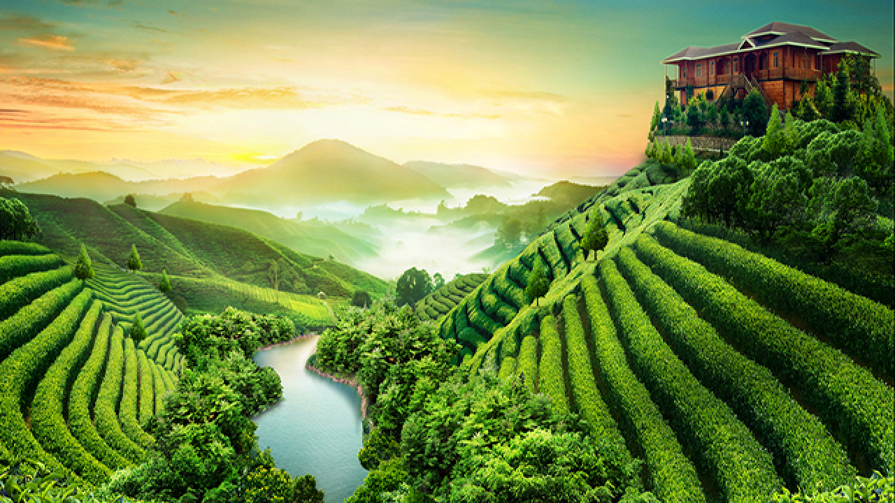 湄潭翠芽