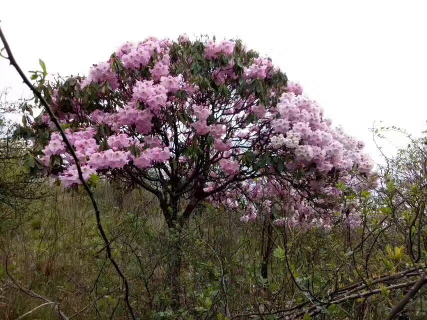 一棵開花的樹