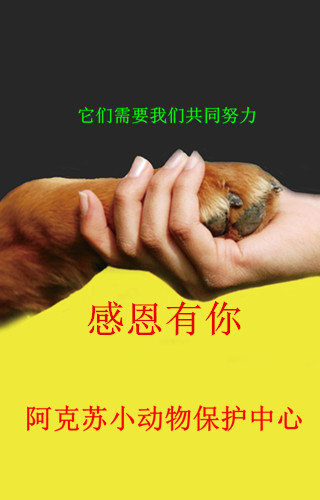 阿克蘇小動物救助中心