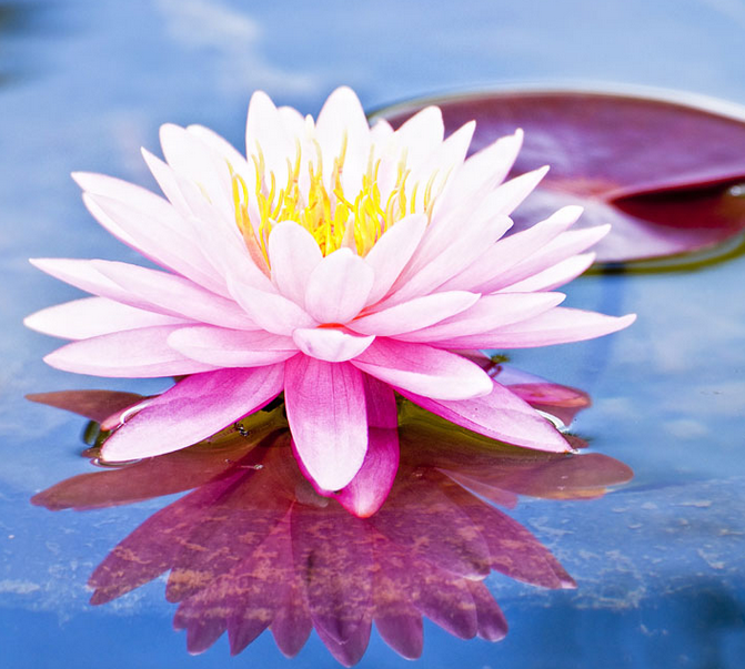 李玉剛唱的《蓮花》太美了，聽了十遍還想聽！
