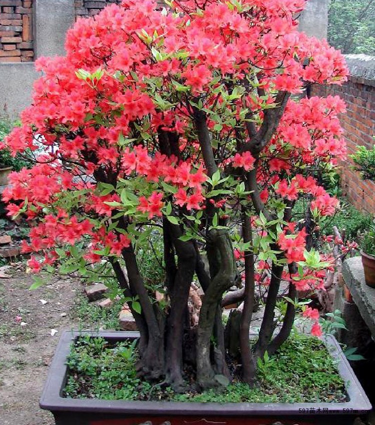 映山红盆景国旗红花色