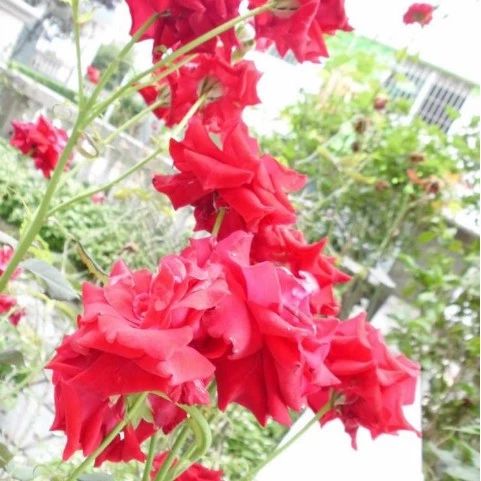 《菊花相册》邀您赏菊！