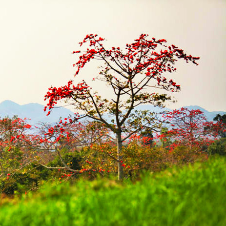 昌江木棉齐绽放 追花逐艳赏美景