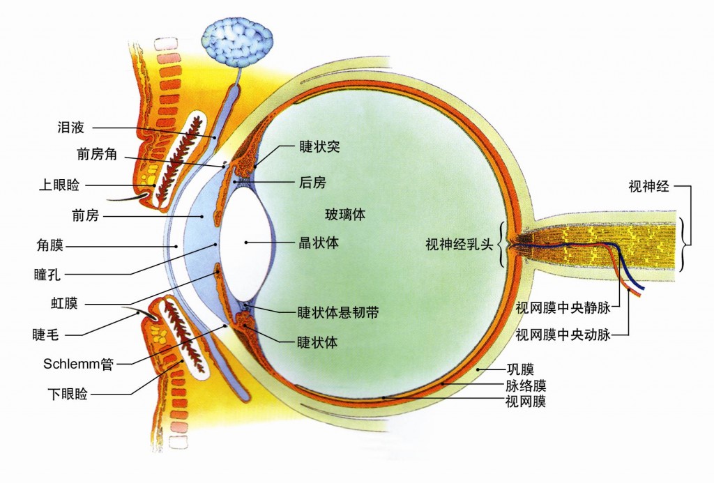 眼睛的构造